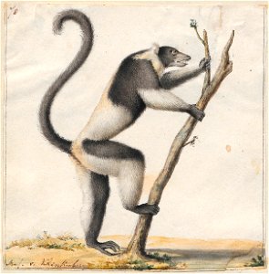 Lemur macaco - 1829-1867 - Print - Iconographia Zoologica - Special Collections University of Amsterdam - UBA01 IZ19700012