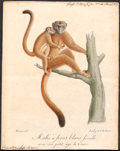 Lemur albifrons - 1818-1842 - Print - Iconographia Zoologica - Special Collections University of Amsterdam - UBA01 IZ19700059