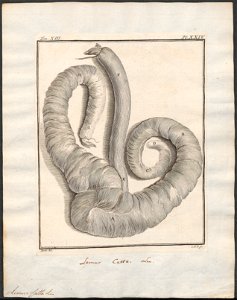 Lemur catta - darmen - 1782 - Print - Iconographia Zoologica - Special Collections University of Amsterdam - UBA01 IZ19700043