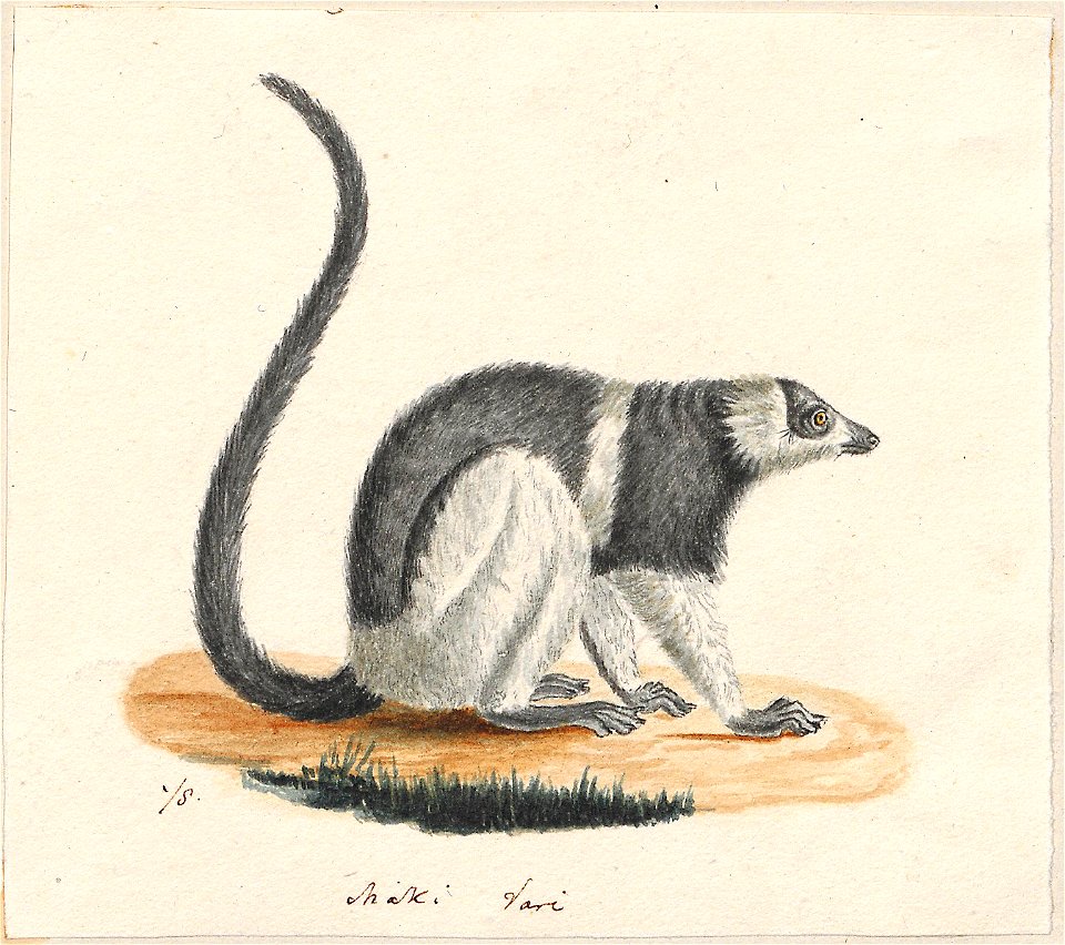 Lemur macaco - 1829-1867 - Print - Iconographia Zoologica - Special Collections University of Amsterdam - UBA01 IZ19700017