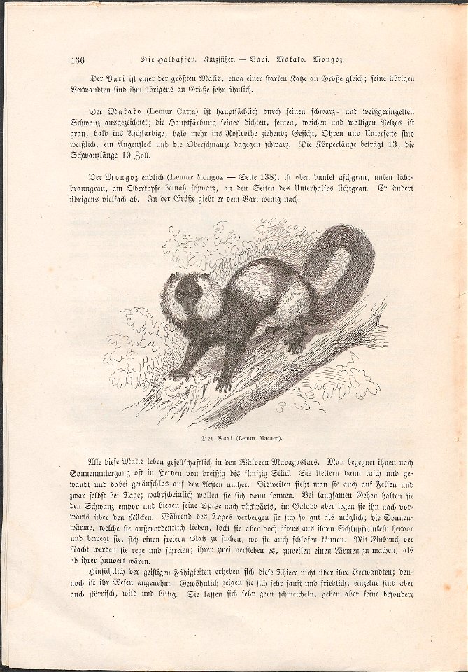 Lemur catta - 1700-1880 - Print - Iconographia Zoologica - Special Collections University of Amsterdam - UBA01 IZ19700174