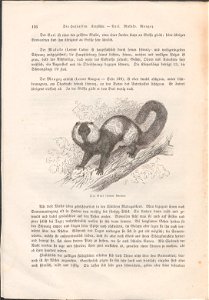 Lemur catta - 1700-1880 - Print - Iconographia Zoologica - Special Collections University of Amsterdam - UBA01 IZ19700174