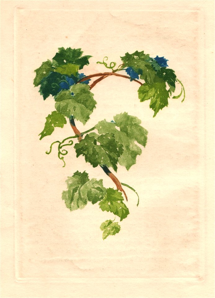 Lelong - Vrilles de la Vigne ill p006