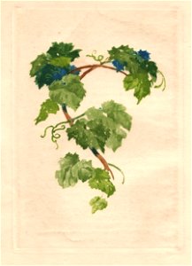 Lelong - Vrilles de la Vigne ill p006