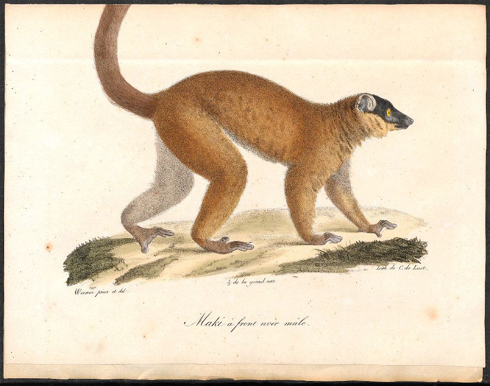 Lemur collaris - 1818-1842 - Print - Iconographia Zoologica - Special Collections University of Amsterdam - UBA01 IZ19700053