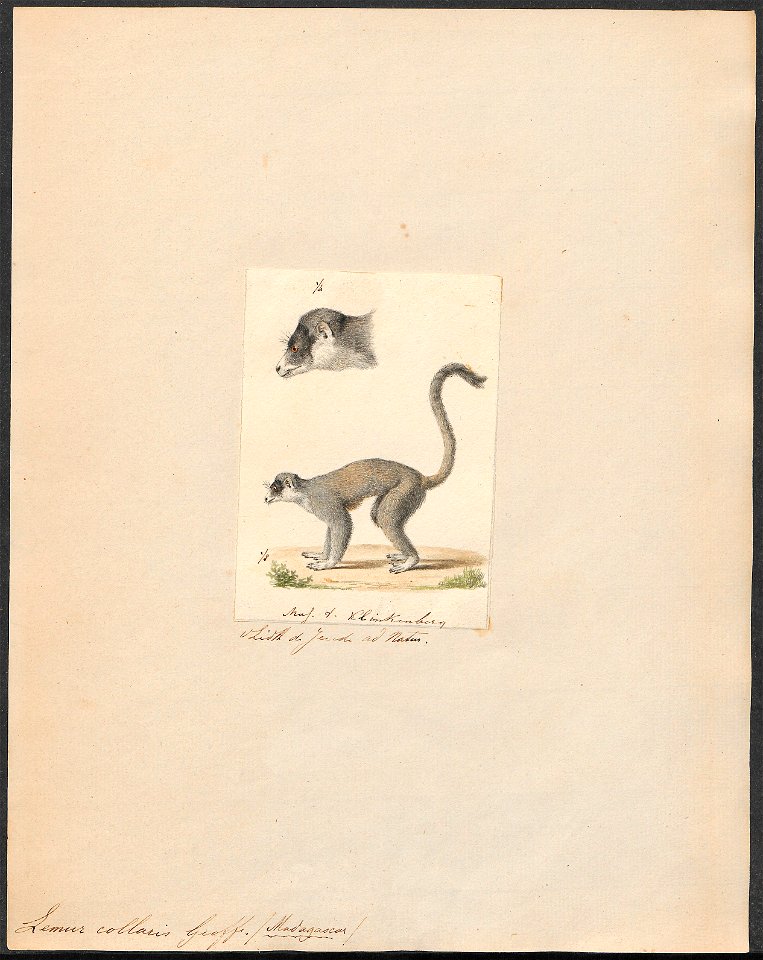 Lemur collaris - 1829-1867 - Print - Iconographia Zoologica - Special Collections University of Amsterdam - UBA01 IZ19700049
