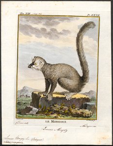 Lemur mongoz - 1782 - Print - Iconographia Zoologica - Special Collections University of Amsterdam - UBA01 IZ19700061