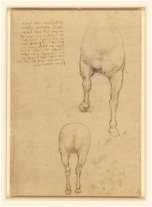 Leonardo da Vinci - RCIN 912303, Studies of a horse c.1517-18