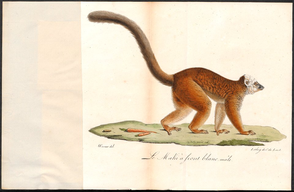 Lemur albifrons - 1818-1842 - Print - Iconographia Zoologica - Special Collections University of Amsterdam - UBA01 IZ19700057
