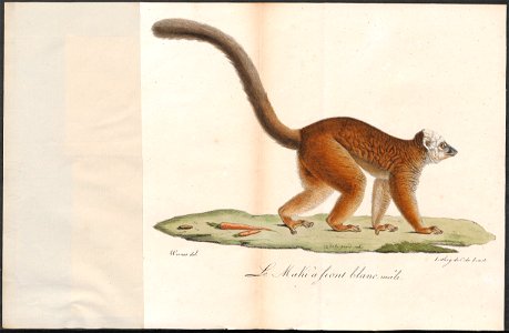 Lemur albifrons - 1818-1842 - Print - Iconographia Zoologica - Special Collections University of Amsterdam - UBA01 IZ19700057
