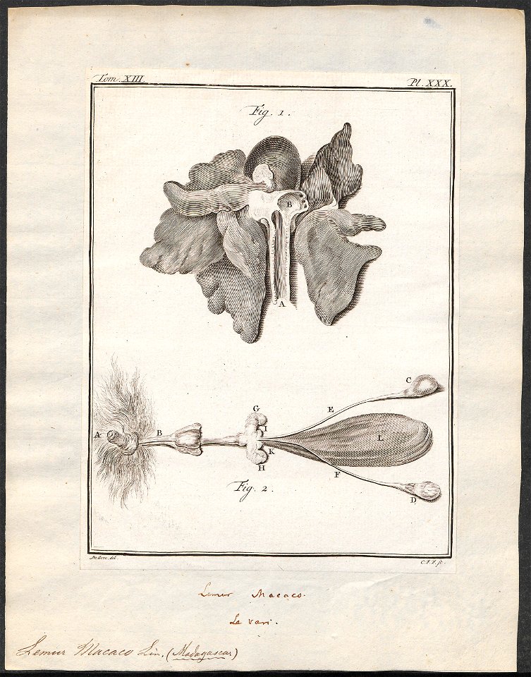 Lemur macaco - ingewanden - 1782 - Print - Iconographia Zoologica - Special Collections University of Amsterdam - UBA01 IZ19700022
