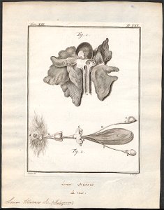 Lemur macaco - ingewanden - 1782 - Print - Iconographia Zoologica - Special Collections University of Amsterdam - UBA01 IZ19700022