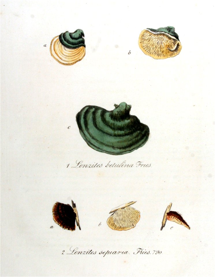 Lenzites betulina — Flora Batava — Volume v10