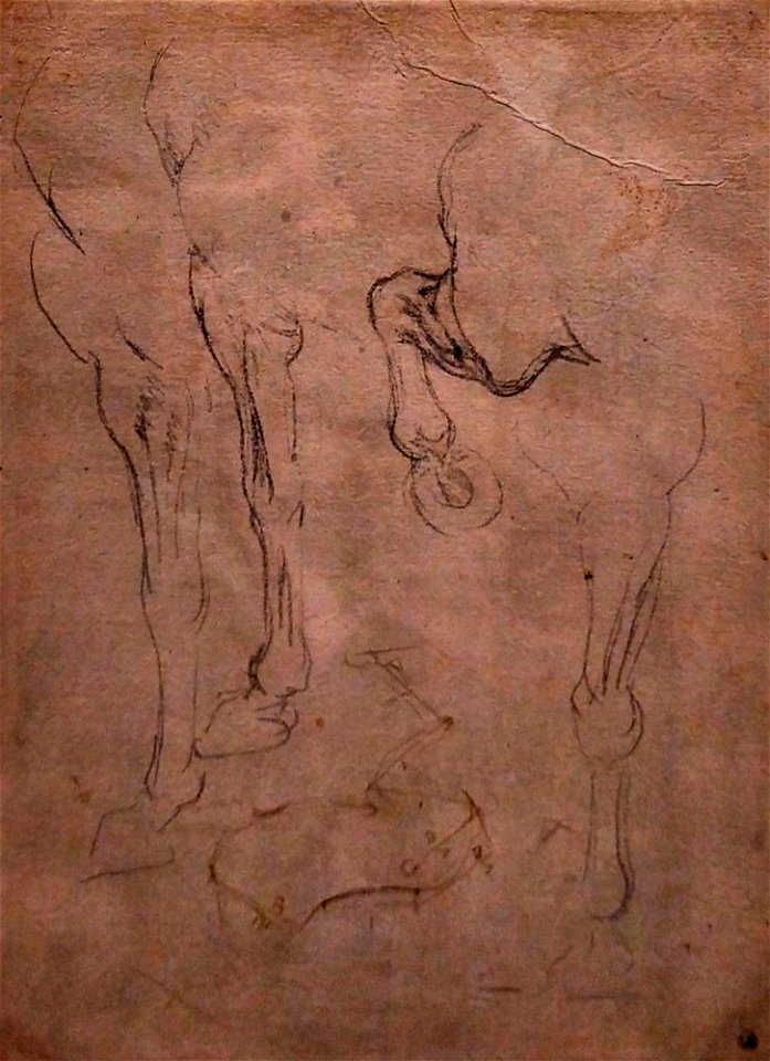 Lenorado da Vinci Horse2