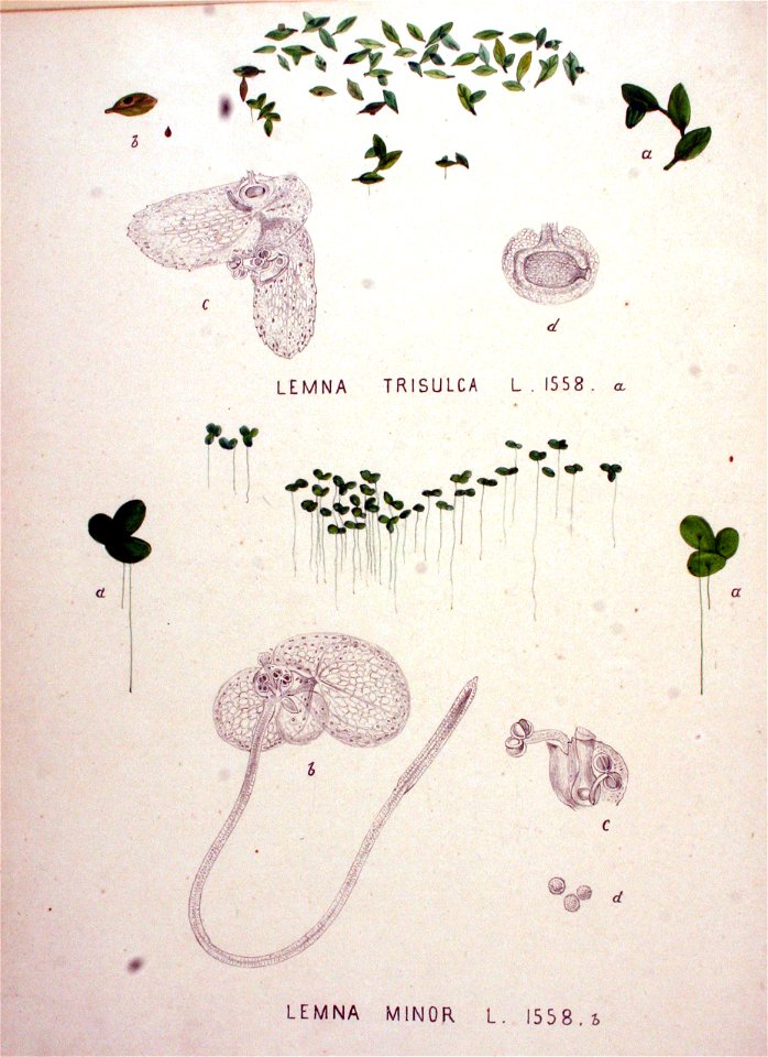 Lemna minor — Flora Batava — Volume v20