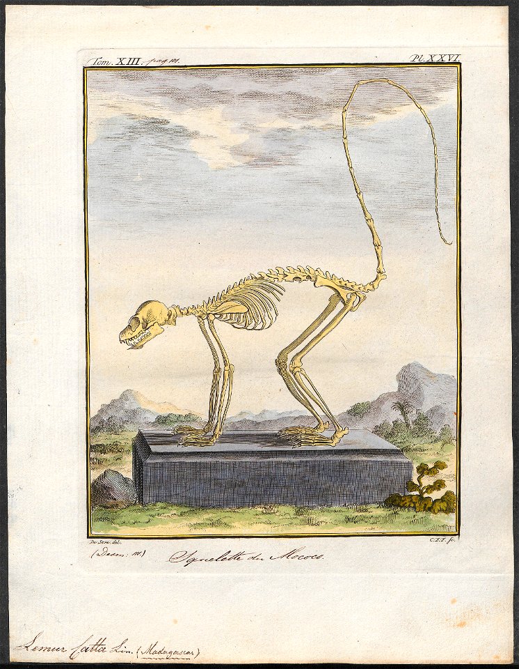Lemur catta - skelet - 1782 - Print - Iconographia Zoologica - Special Collections University of Amsterdam - UBA01 IZ19700041