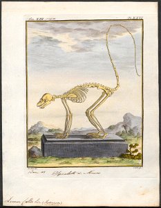 Lemur catta - skelet - 1782 - Print - Iconographia Zoologica - Special Collections University of Amsterdam - UBA01 IZ19700041