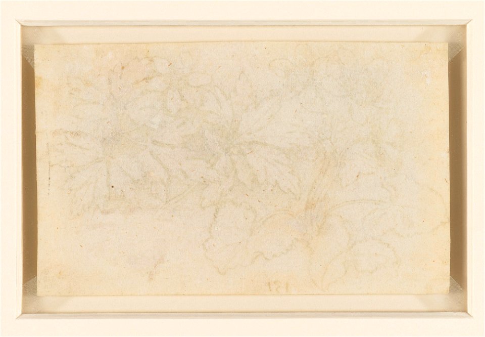 Leonardo da Vinci - RCIN 912423, v, Marsh marigold (Caltha palustris) and wood anemone (Anemone nemorosa) c.1505-10