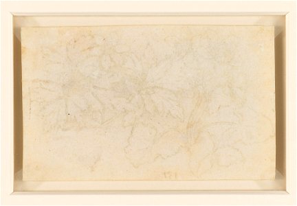 Leonardo da Vinci - RCIN 912423, v, Marsh marigold (Caltha palustris) and wood anemone (Anemone nemorosa) c.1505-10