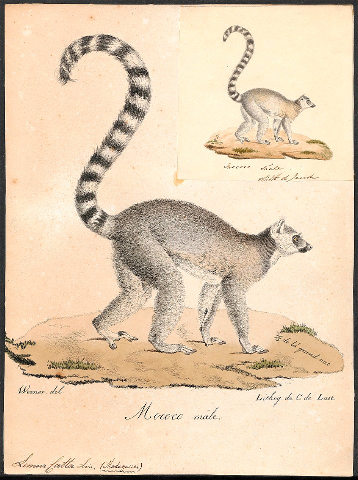 Lemur catta - 1818-1842 - Print - Iconographia Zoologica - Special Collections University of Amsterdam - UBA01 IZ19700032