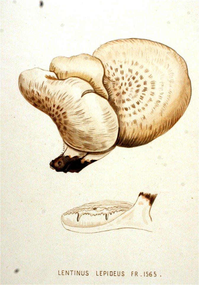 Lentinus lepideus — Flora Batava — Volume v20