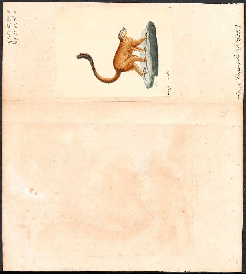 Lemur mongoz - 1829-1867 - Print - Iconographia Zoologica - Special Collections University of Amsterdam - UBA01 IZ19700015