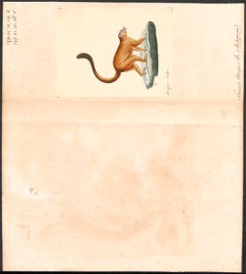 Lemur mongoz - 1829-1867 - Print - Iconographia Zoologica - Special Collections University of Amsterdam - UBA01 IZ19700015