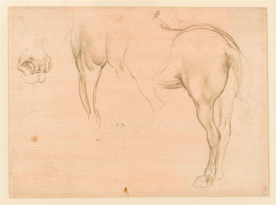 Leonardo da Vinci - RCIN 912310, Studies of a horse c.1490
