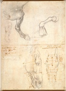 Leonardo da Vinci - RCIN 912286, Horses' heads and fore-legs, with measurements c.1490 and c.1508