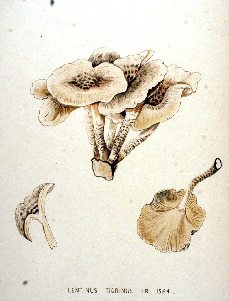 Lentinus tigrinus — Flora Batava — Volume v20