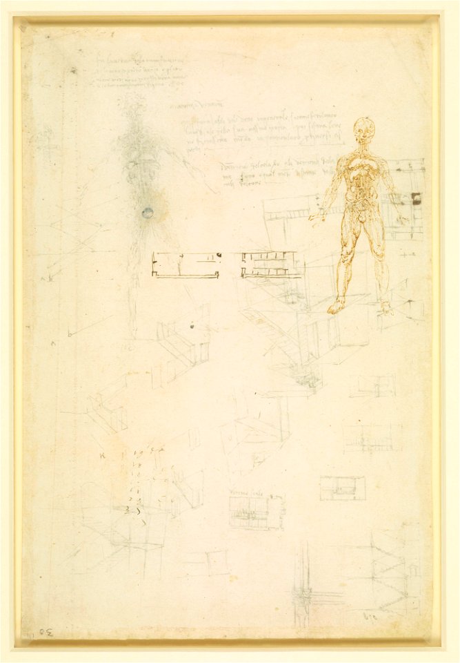 Leonardo da Vinci - RCIN 912592, Verso The organs and vessels of the body c.1506-10