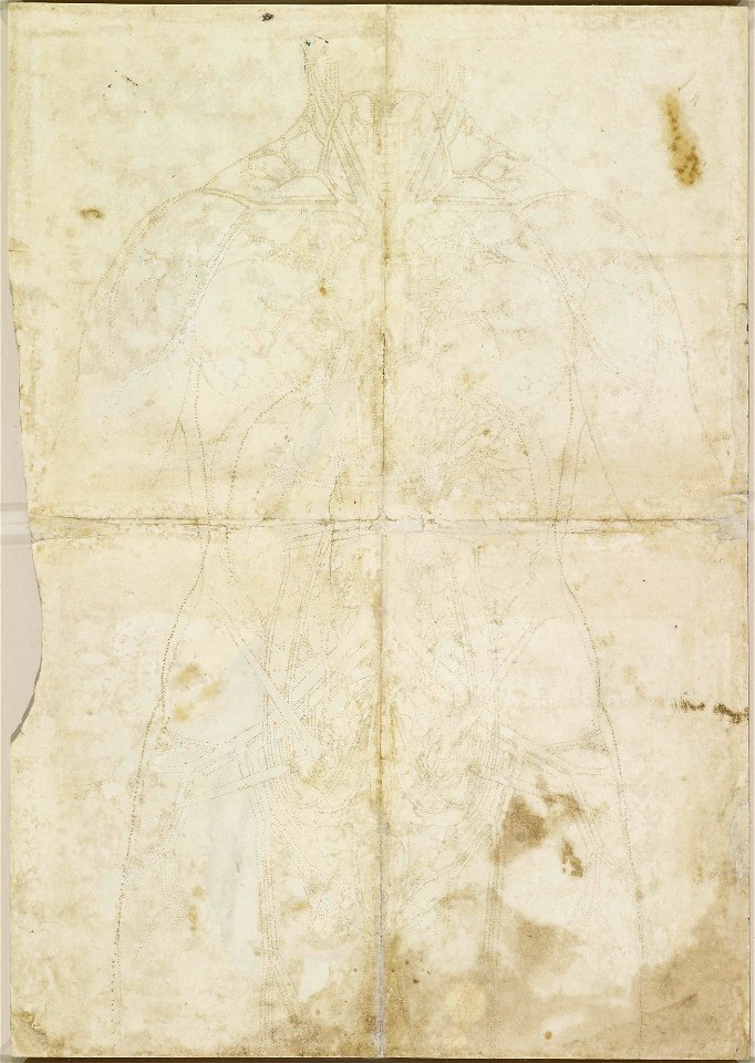 Leonardo da Vinci - RCIN 912281, v, The cardiovascular system and principal organs of a woman c.1509-10