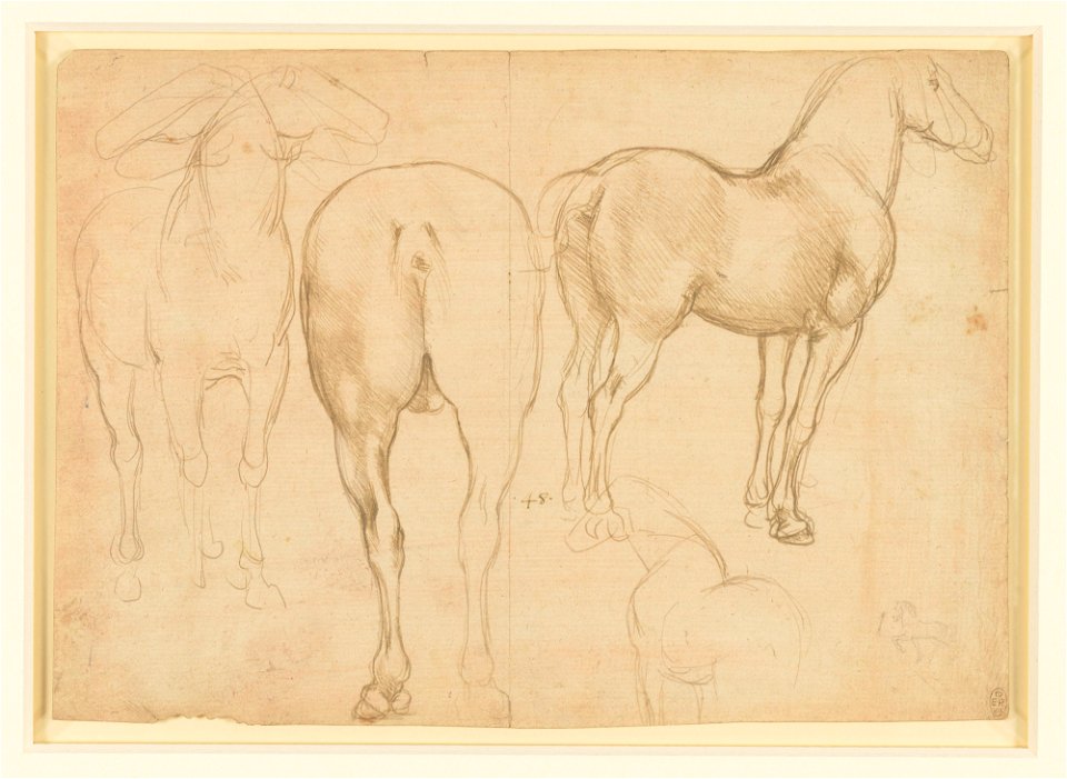 Leonardo da Vinci - RCIN 912317, Studies of a horse c.1490