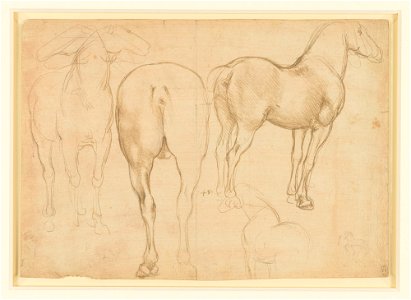 Leonardo da Vinci - RCIN 912317, Studies of a horse c.1490