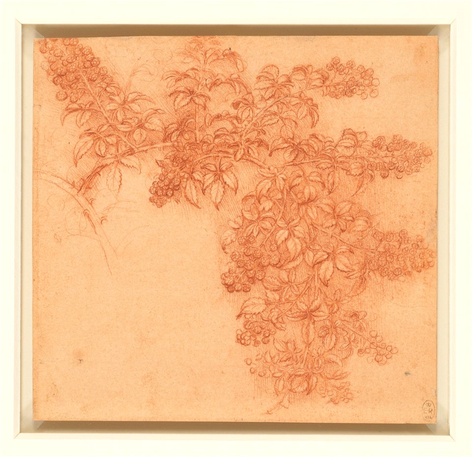 Leonardo da Vinci - RCIN 912419, A branch of blackberry c.1506-12