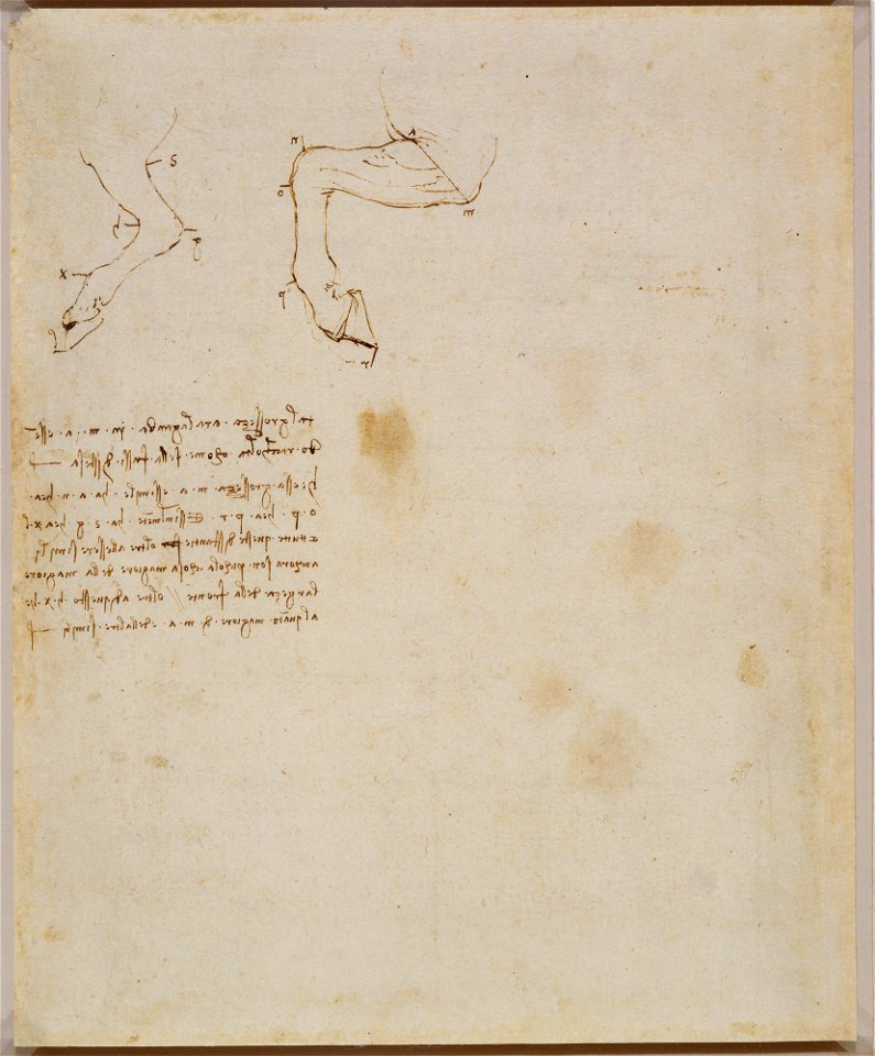 Leonardo da Vinci - RCIN 912304, Verso Horses' hind-legs with notes c.1490