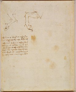 Leonardo da Vinci - RCIN 912304, Verso Horses' hind-legs with notes c.1490