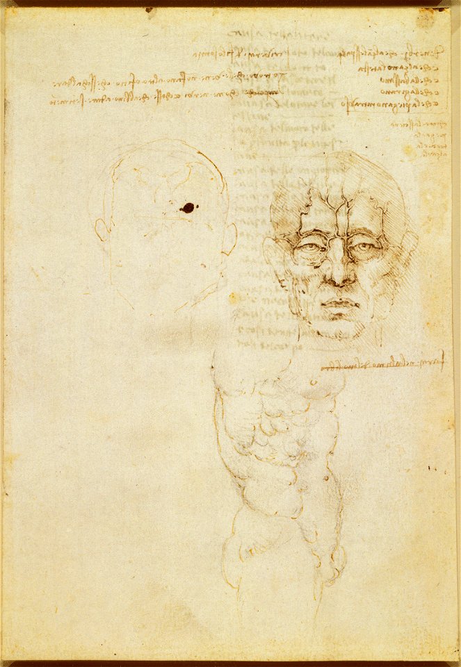 Leonardo da Vinci - RCIN 919018, Recto The veins of the face, and a torso