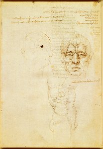 Leonardo da Vinci - RCIN 919018, Recto The veins of the face, and a torso