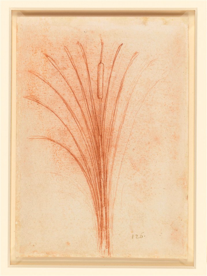 Leonardo da Vinci - RCIN 912430, Verso A bullrush c.1506-12