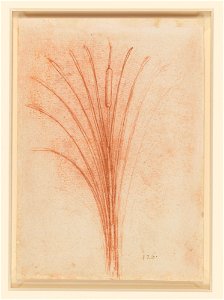 Leonardo da Vinci - RCIN 912430, Verso A bullrush c.1506-12