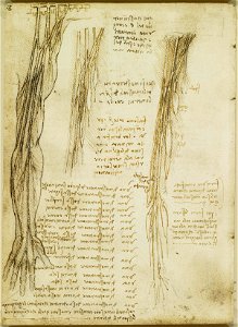 Leonardo da Vinci - RCIN 919040, Recto The brachial plexus