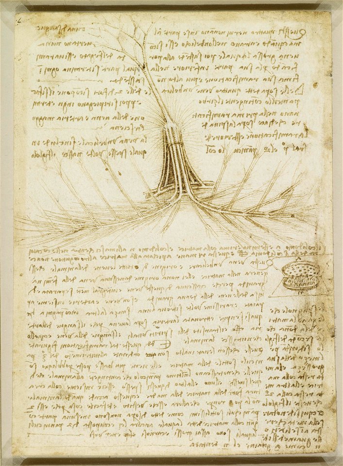Leonardo da Vinci - RCIN 919046, Verso The foetal blood supply of the cow c.1508