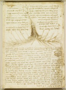 Leonardo da Vinci - RCIN 919046, Verso The foetal blood supply of the cow c.1508