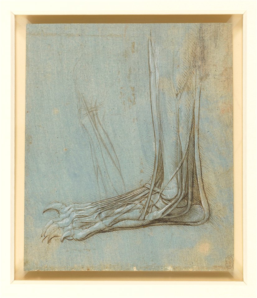 Leonardo da Vinci - RCIN 912372, The anatomy of a bear's foot c.1488-90