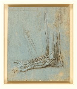 Leonardo da Vinci - RCIN 912372, The anatomy of a bear's foot c.1488-90