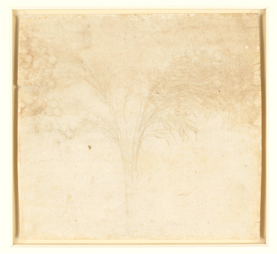 Leonardo da Vinci - RCIN 912429, v, A stem of Job's-tears c.1510-15 ...