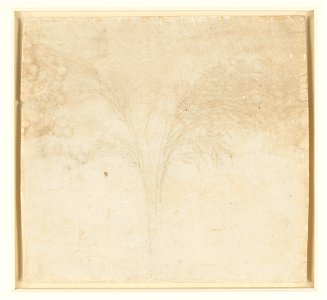 Leonardo da Vinci - RCIN 912429, v, A stem of Job's-tears c.1510-15