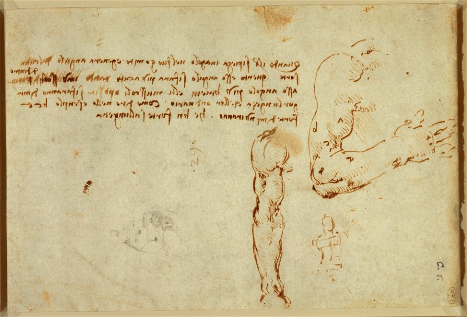 Leonardo da Vinci - RCIN 912614, RectoTwo studies of the arm showing it extended and flexed, with notes