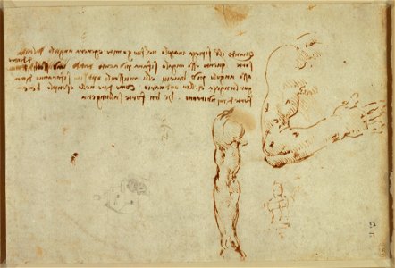 Leonardo da Vinci - RCIN 912614, RectoTwo studies of the arm showing it extended and flexed, with notes